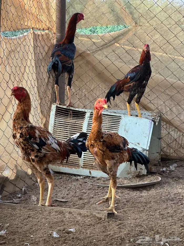 ديك باكستاني 2