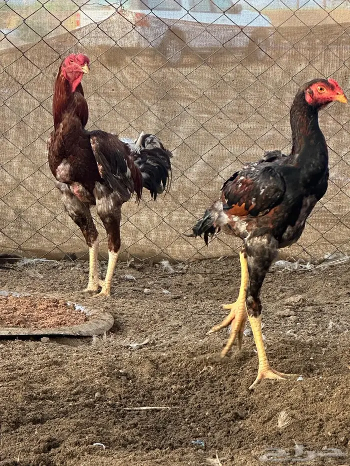 ديك باكستاني 3