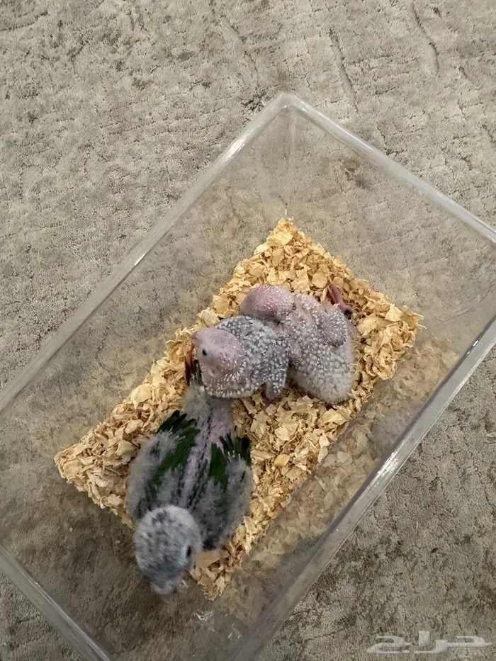 فروخ كنيور يلو سايد رد فاكتور 2