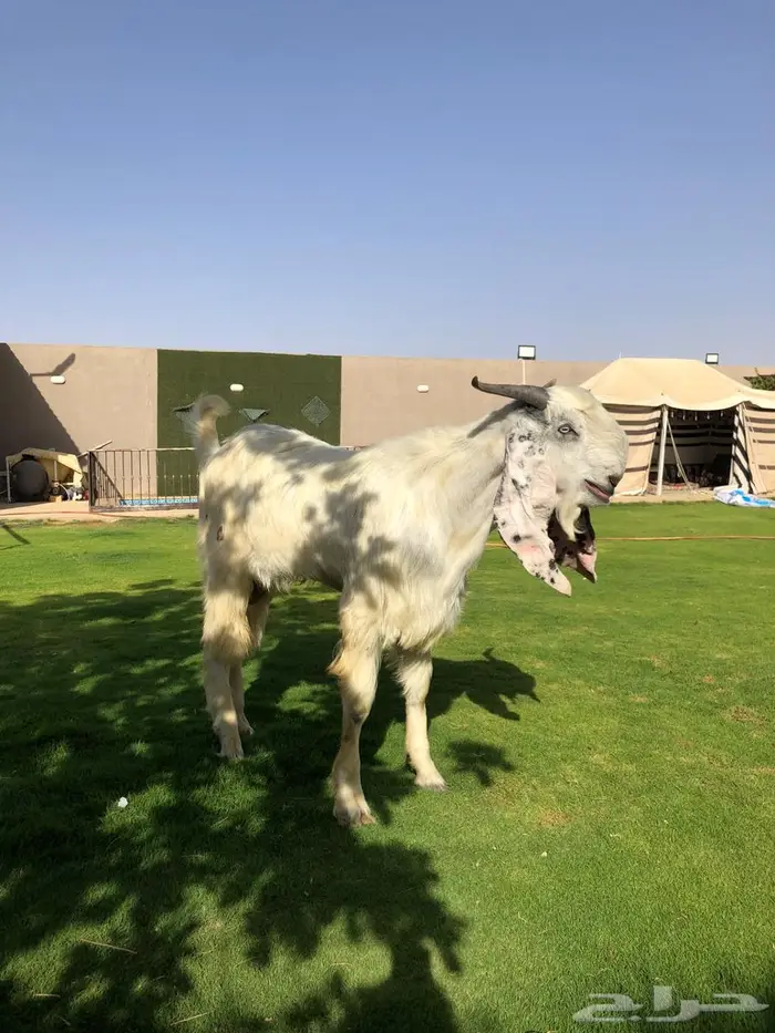 تيس مطور فاخرر 1