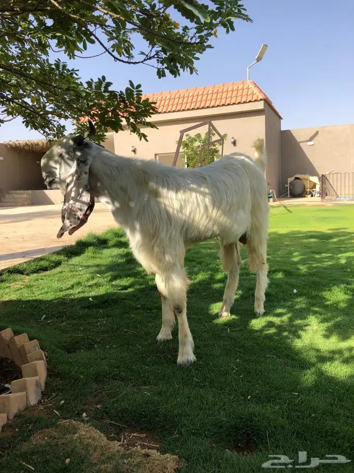 تيس مطور فاخرر 3