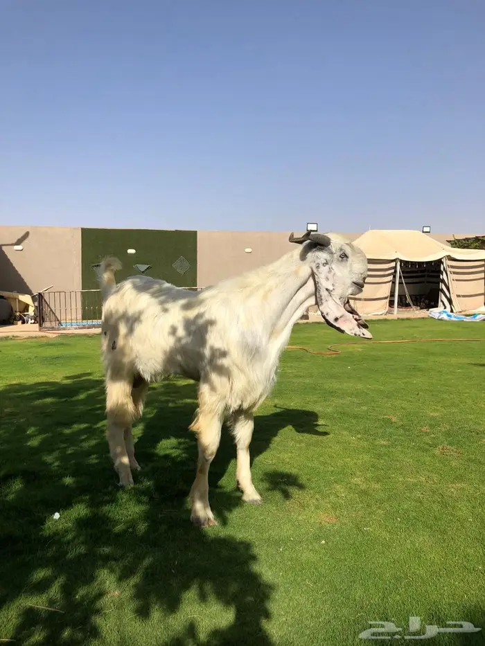 تيس مطور فاخرر 2