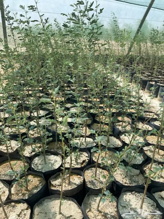 شتلات برية طلح الفتنة 2