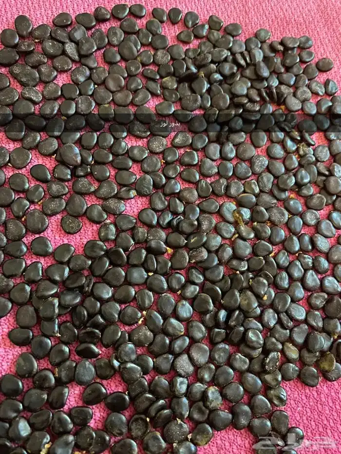 دجاج ارانب بط حجل بذور واشياء اخرى 3
