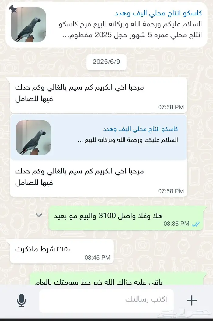 كاسكو انتاج محلي اليف وهدد 0