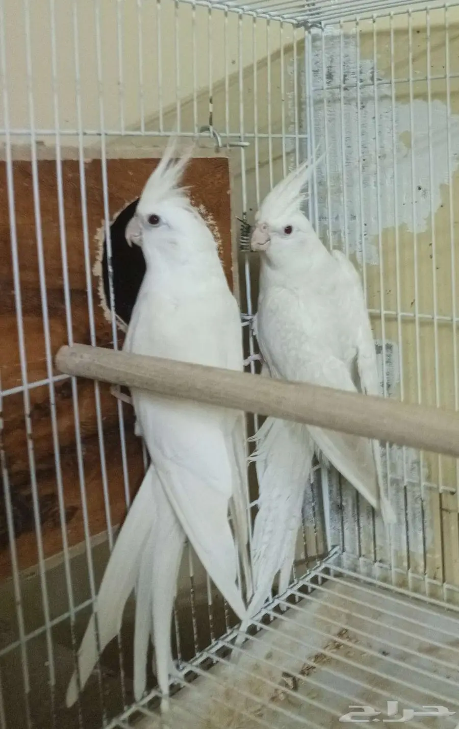 زوج كروان هولندي 3
