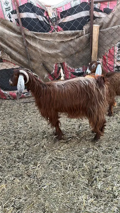 عنز رباع تحتها جفره(تم البيع) 1