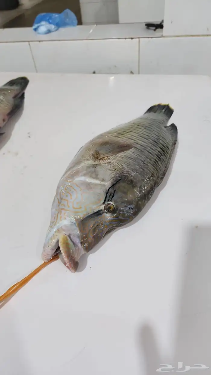 اسماك طازه 2