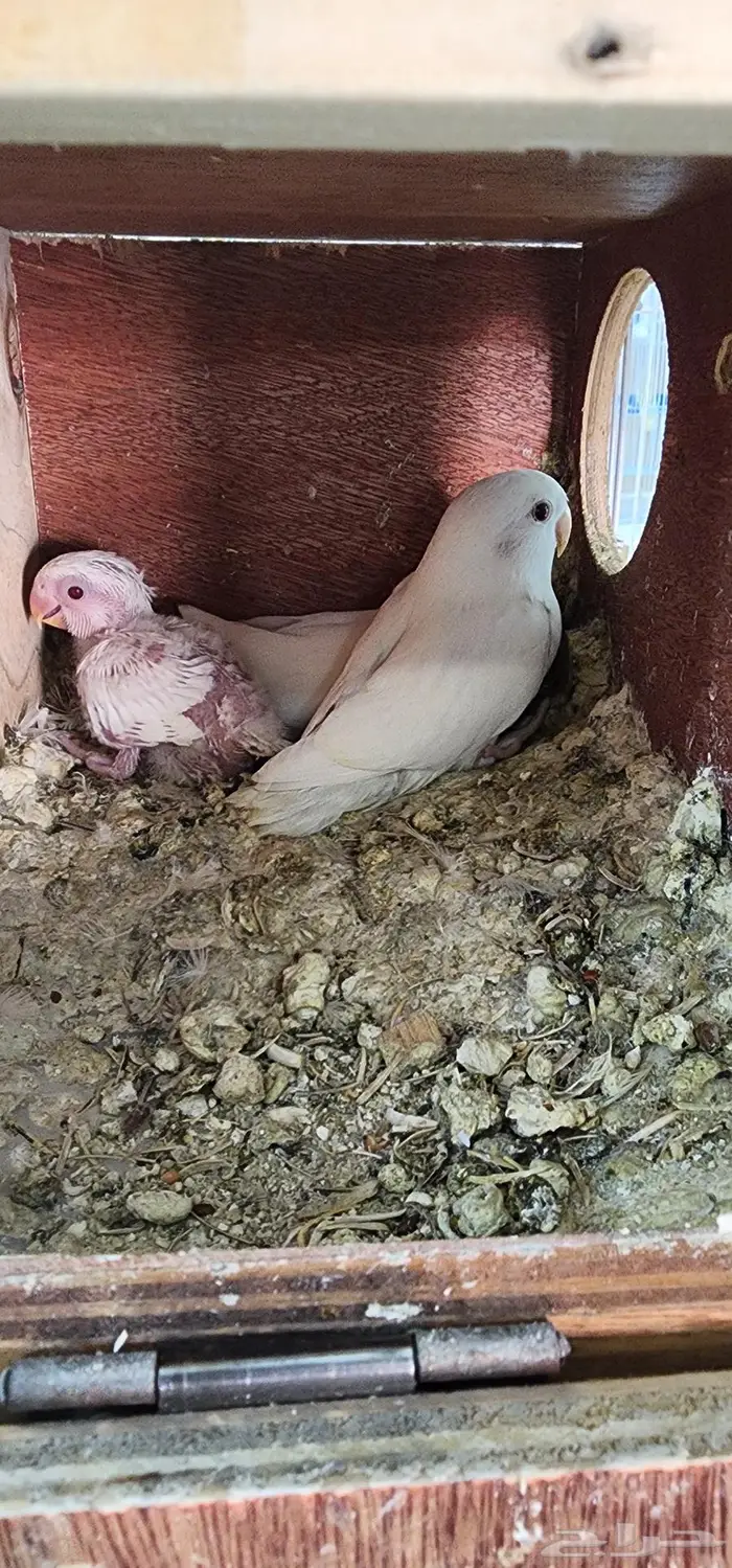 جوز روز البينو معه 3 فروخ 2