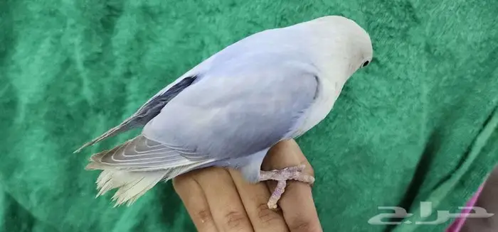 روز اليف جدا 1
