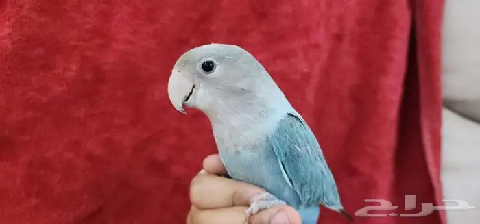 روز اليف مع الصغير والكبير 2