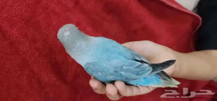 روز اليف مع الصغير والكبير 0