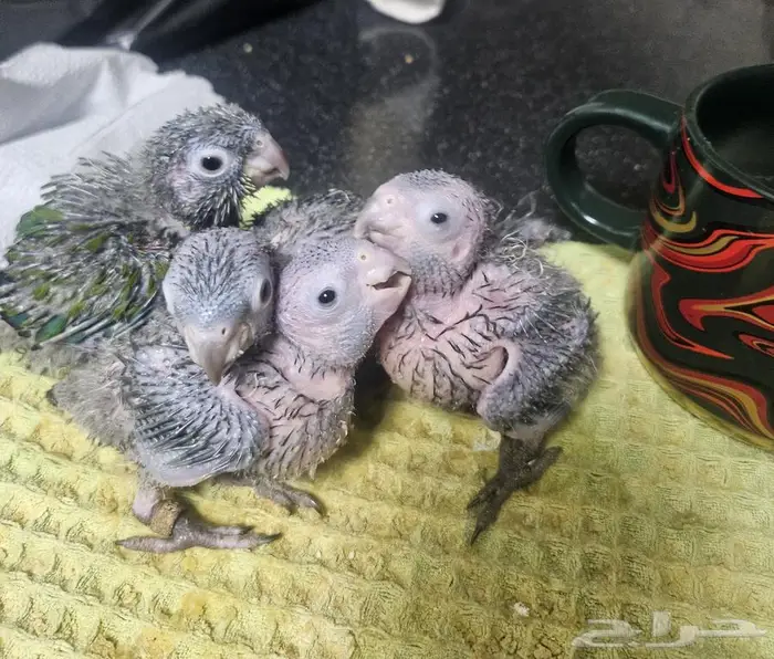 جوز كريمسون تحته 5 فروخ 9