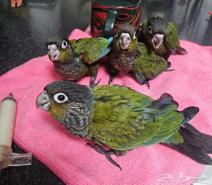 جوز كريمسون تحته 5 فروخ 3