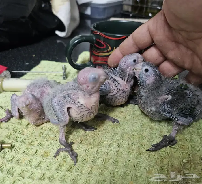 جوز كريمسون تحته 5 فروخ 6