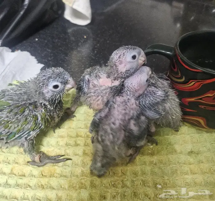 جوز كريمسون تحته 5 فروخ 10