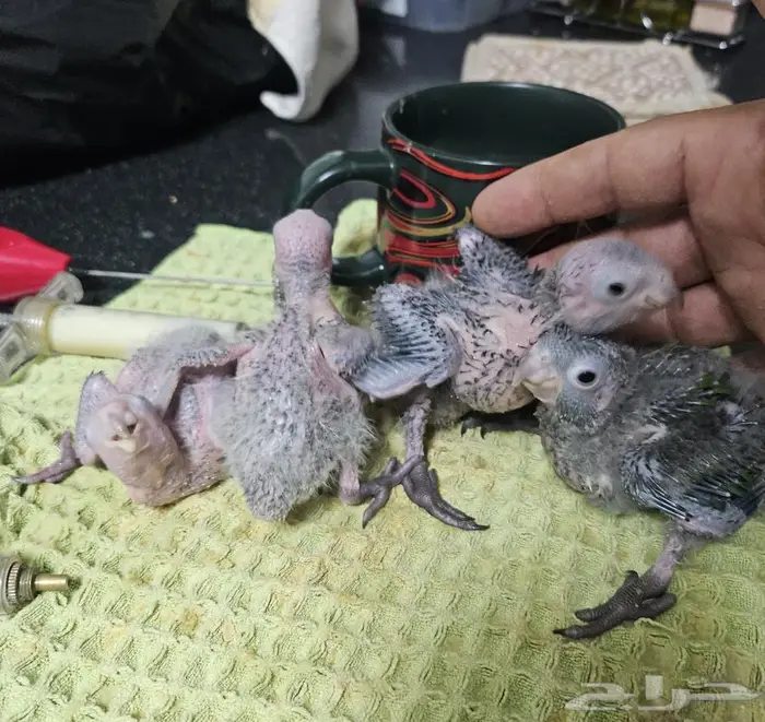 جوز كريمسون تحته 5 فروخ 5