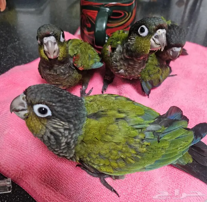 جوز كريمسون تحته 5 فروخ 4