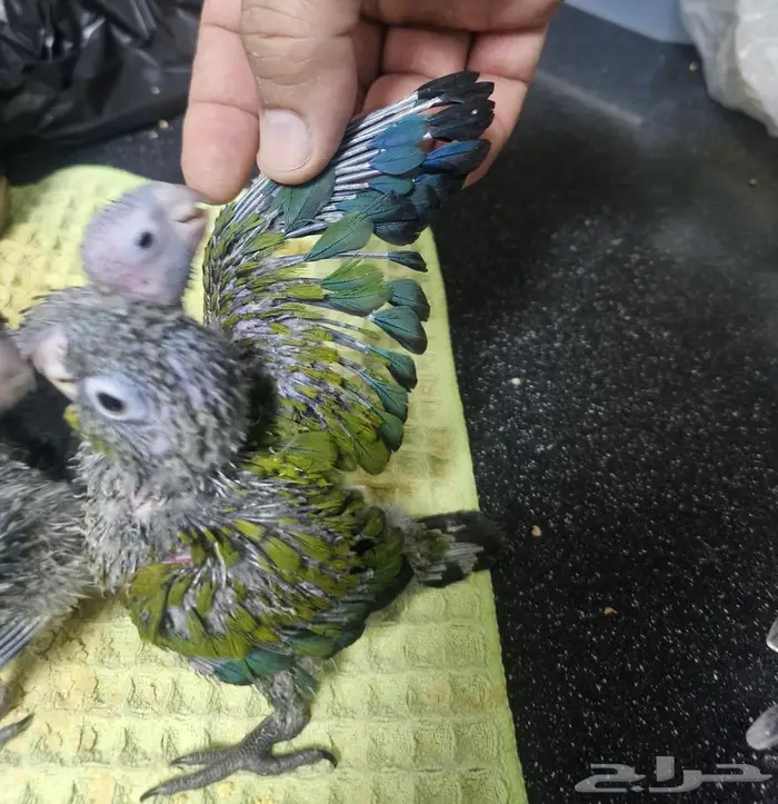 جوز كريمسون تحته 5 فروخ 7