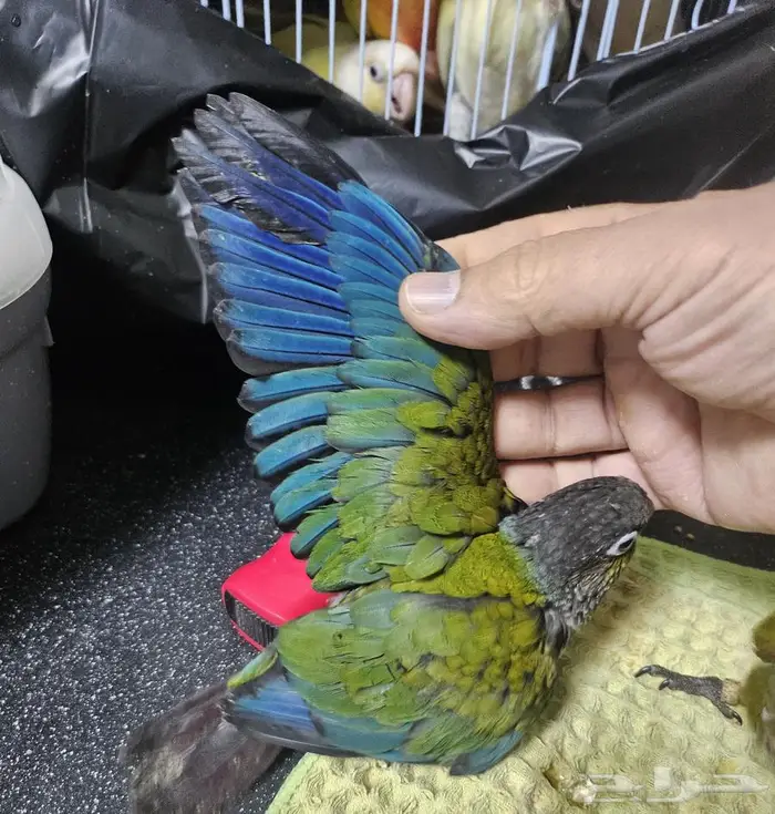 جوز كريمسون تحته 5 فروخ 1