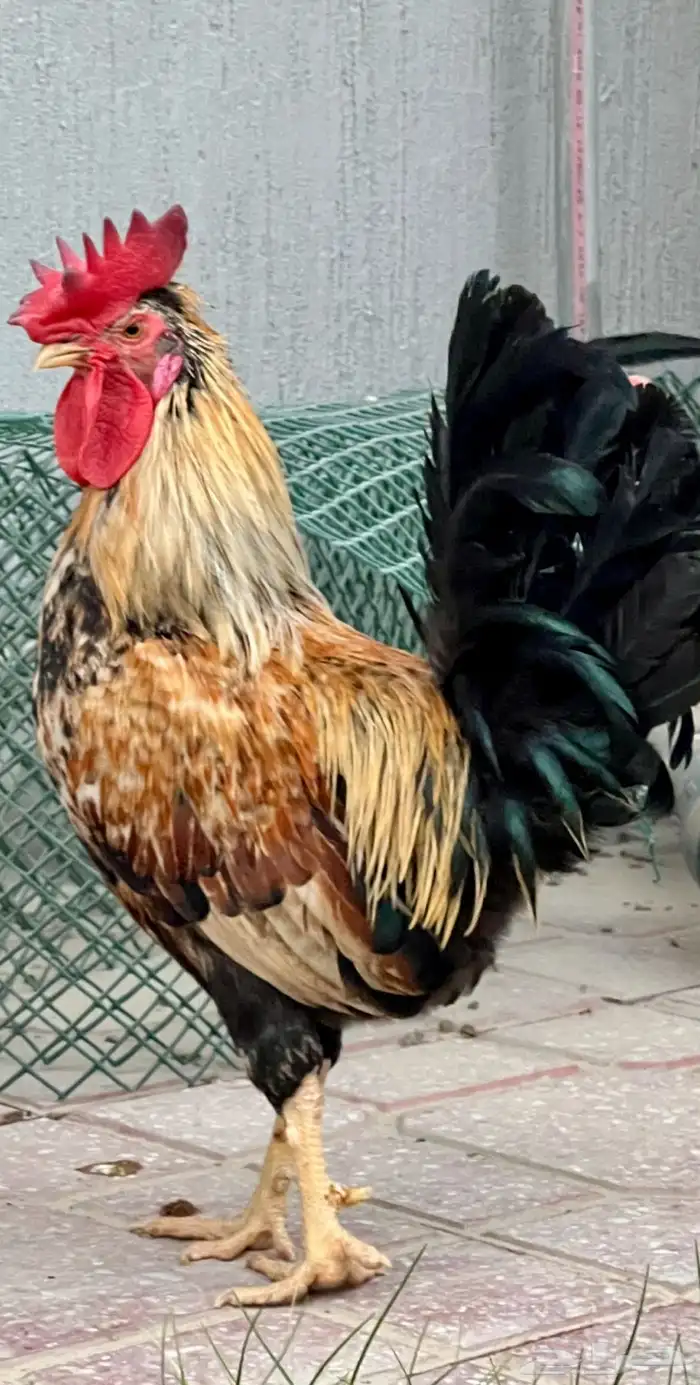 ثلاثة ديوك عربي ترثة 3