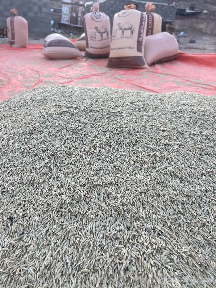 شعير بلدي 3