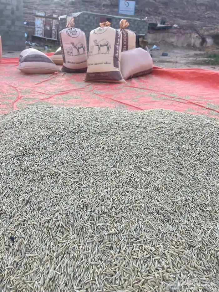 شعير بلدي 0