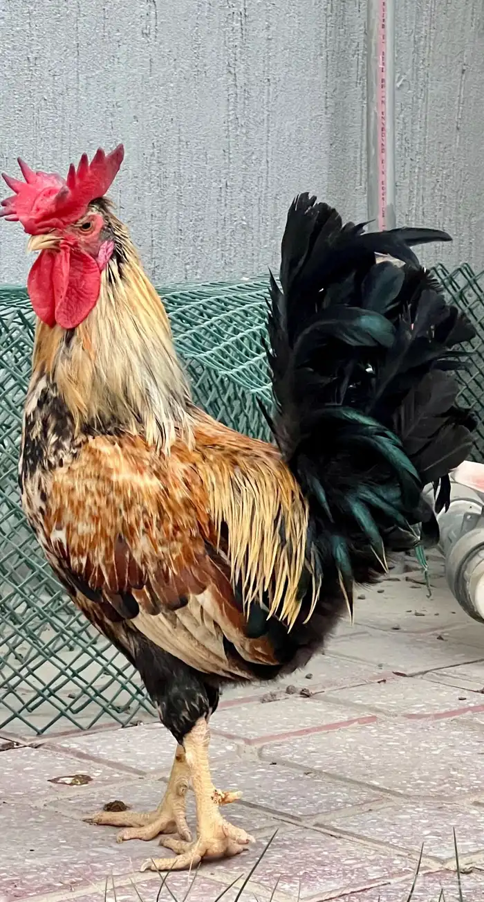 ثلاثة ديوك عربي ترثة 2