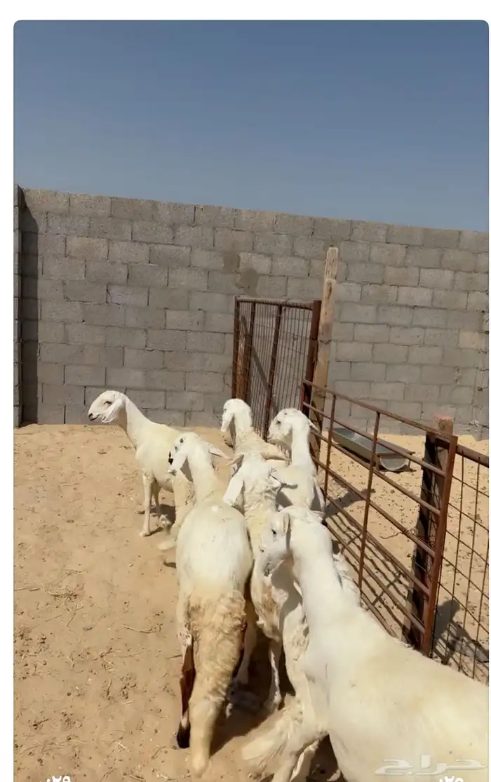 سواكن ذبايح مرابي توصيل 0
