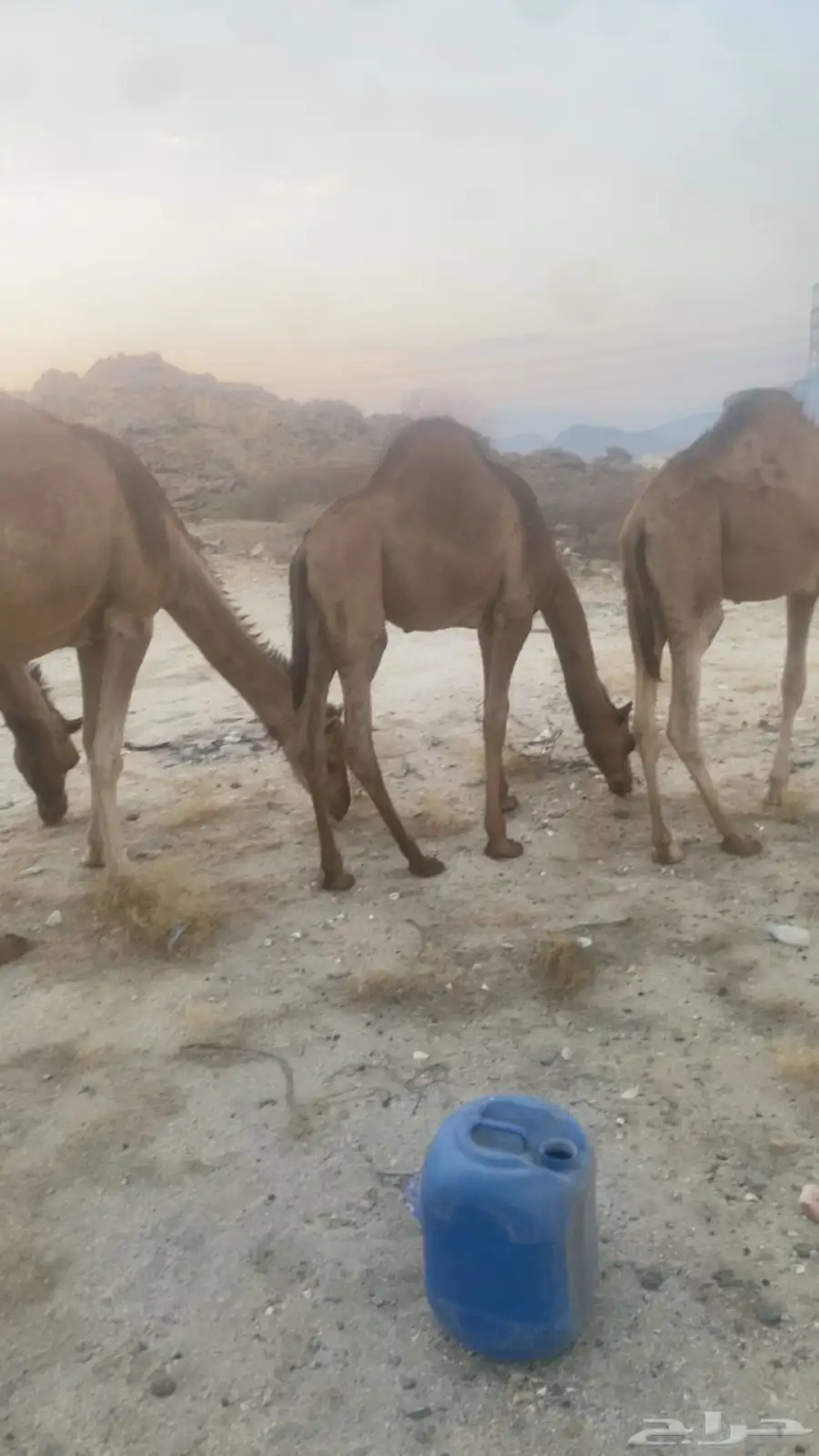 حاشي 2