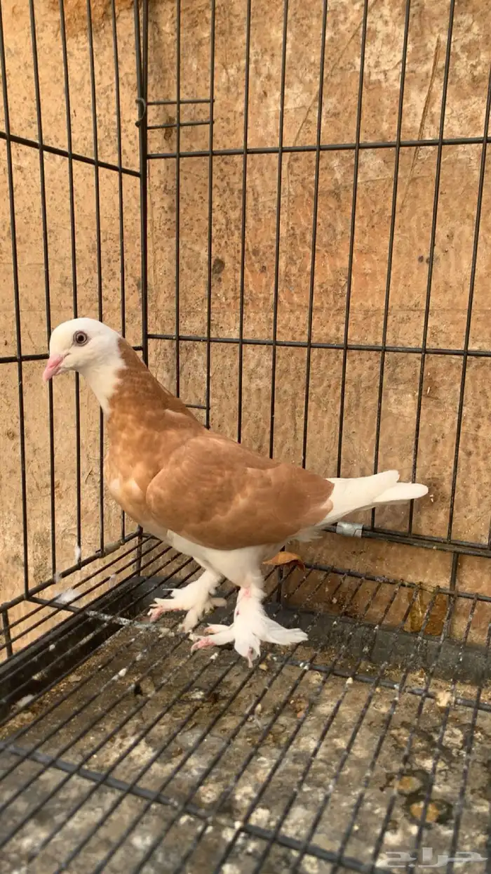 حمام دونك قلاب 2