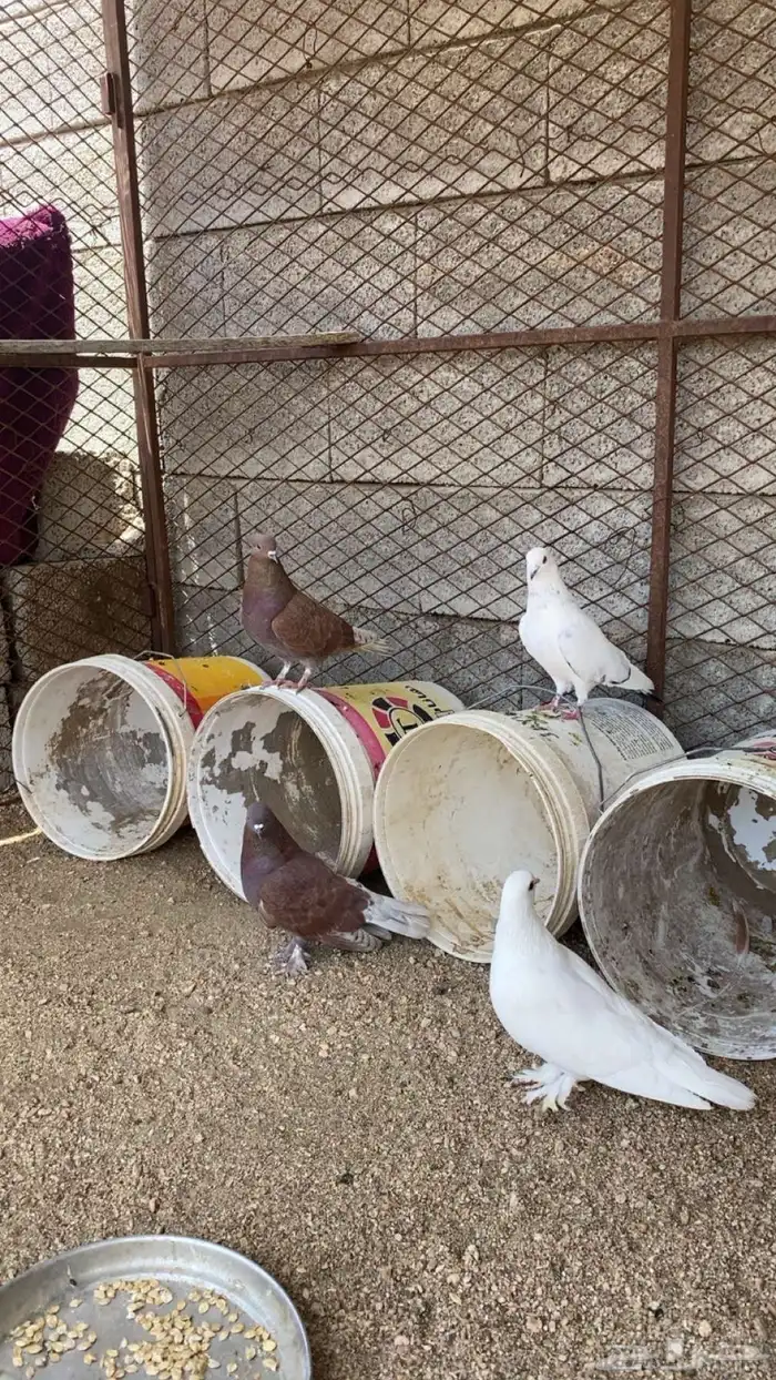 حمام طيب شرط صحه ونضافه للبيع يوجد توصيل لمده 2 يوم 2