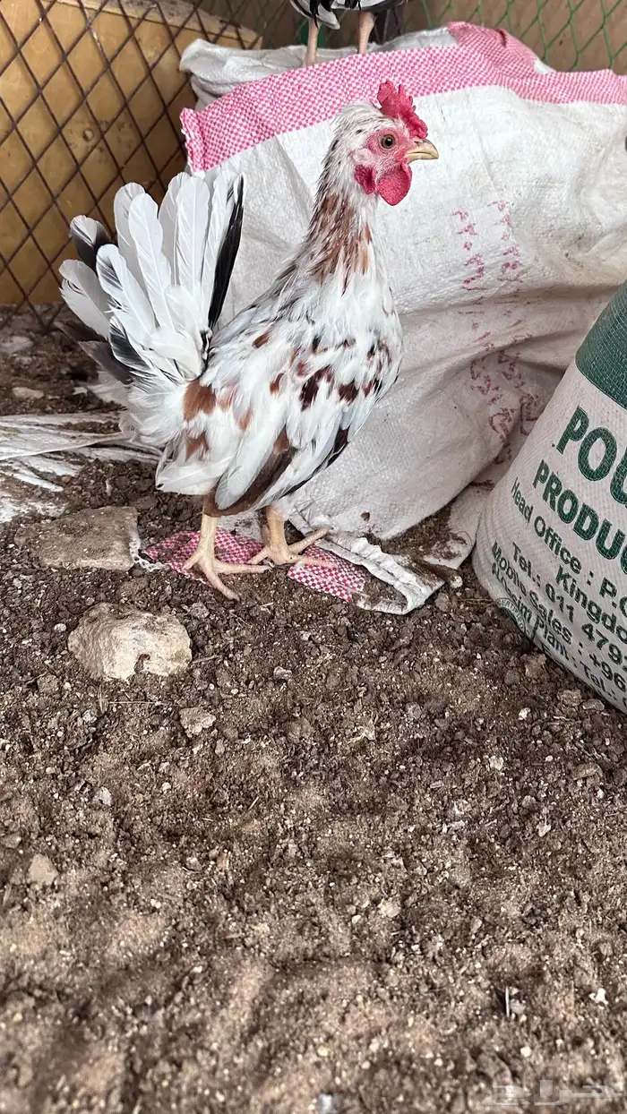 طقم ماكنوش اربع دجاجات وديك افرق دم صافي 0