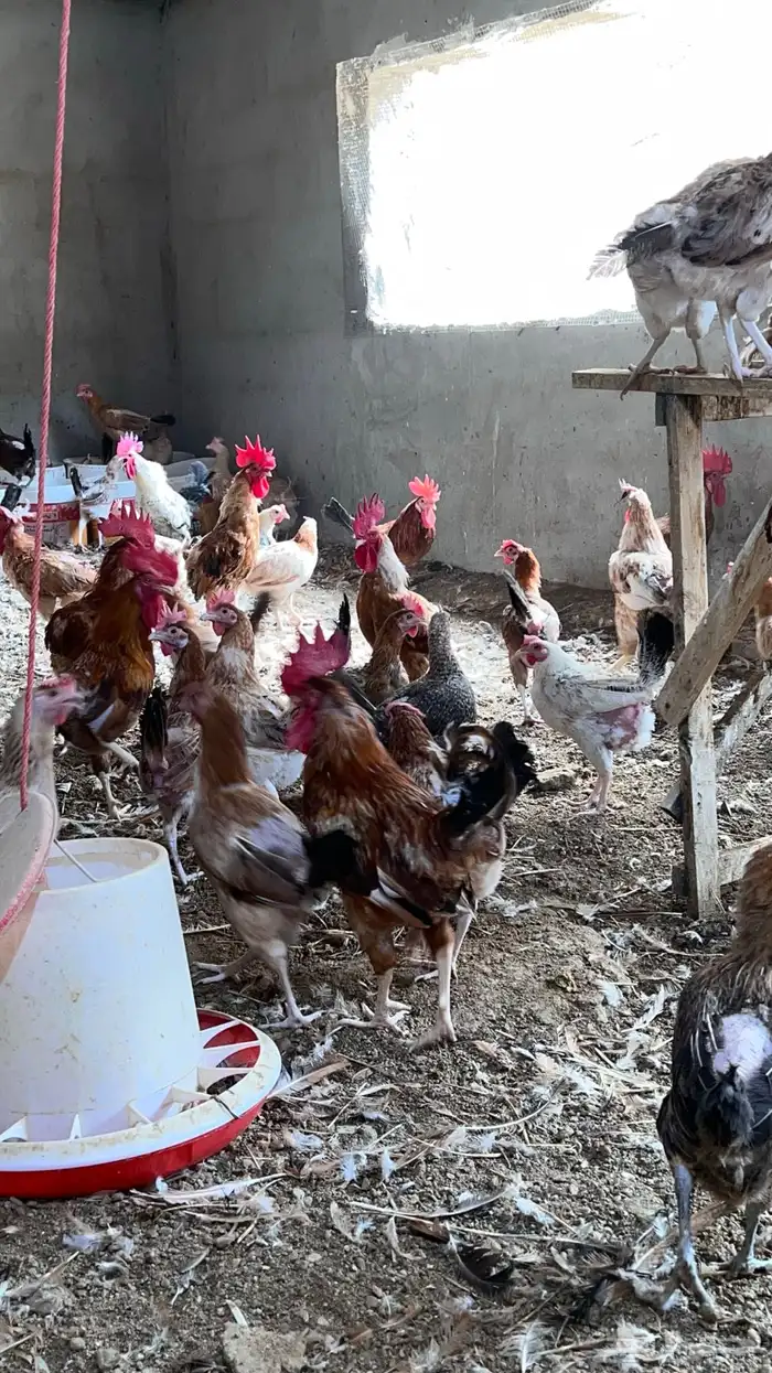 للبيع دجاج بلدي وديكه 1