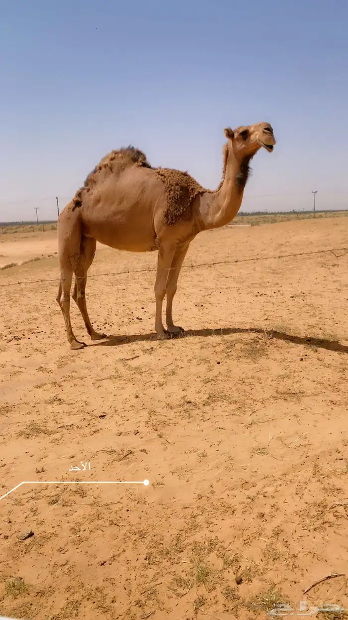 حمرااء ضريبه كفو 0