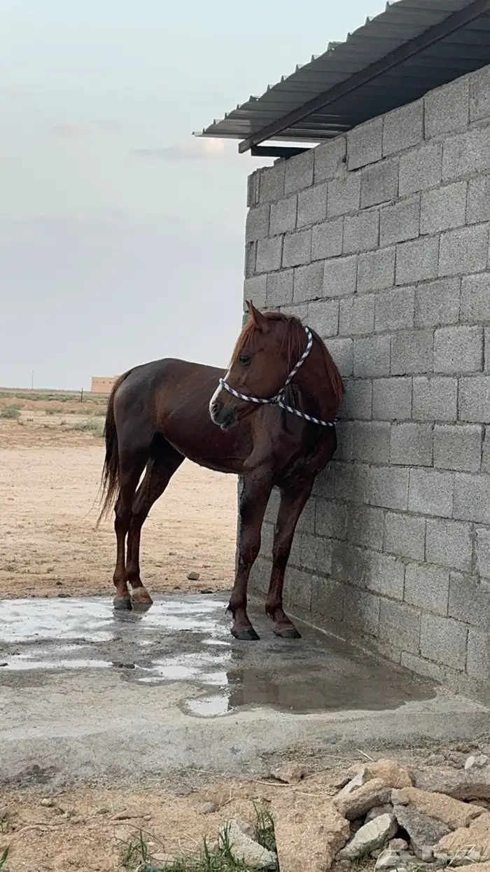 حصان شعبي ذكر من صاحبين ان امه او ابوه جزيري 4