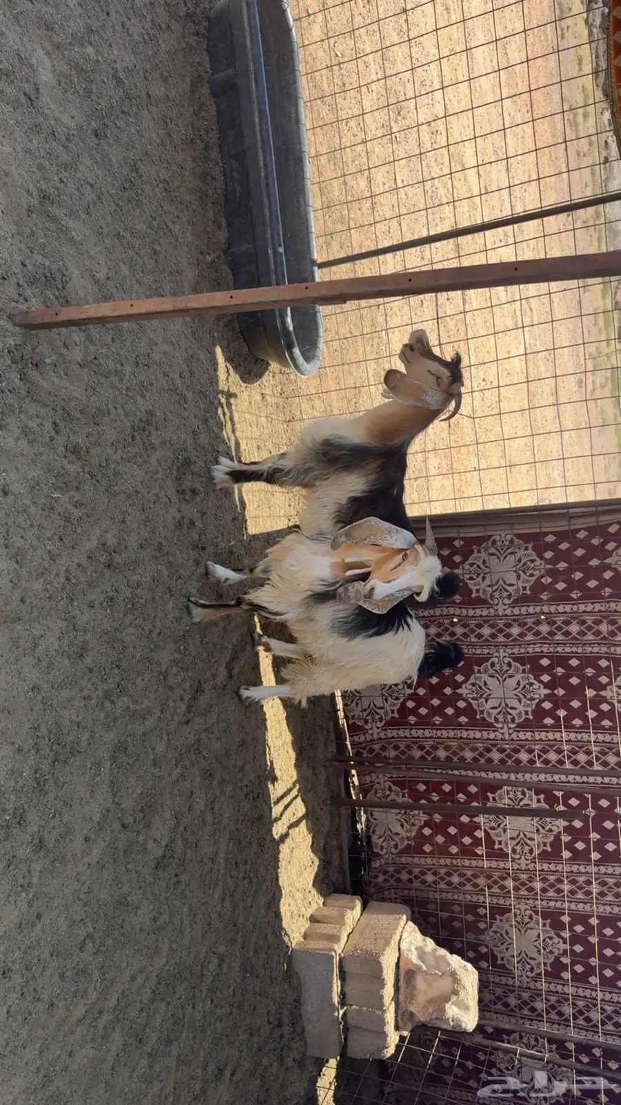تيوس للبيع 0