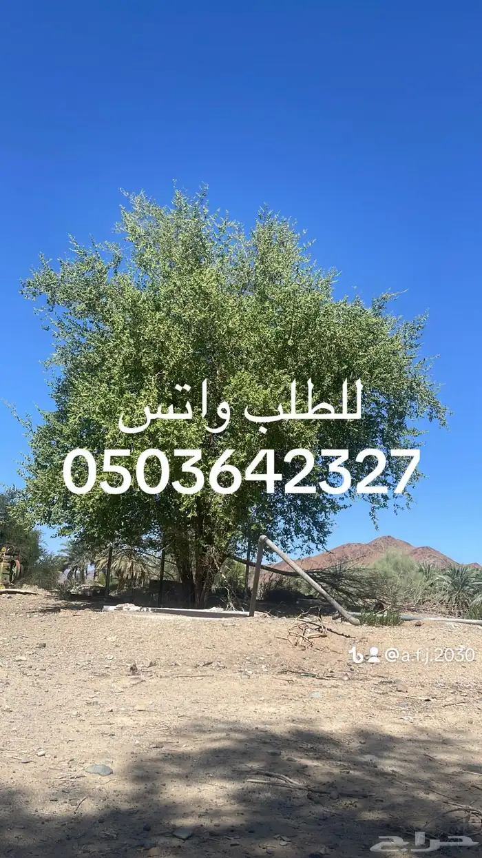 حناء مديني و سدر بلدي 6