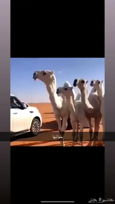 بكره تماميه حقه وضحاء 3