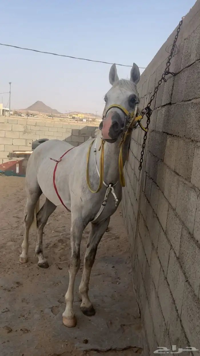 حصان شعبي كفوا 1