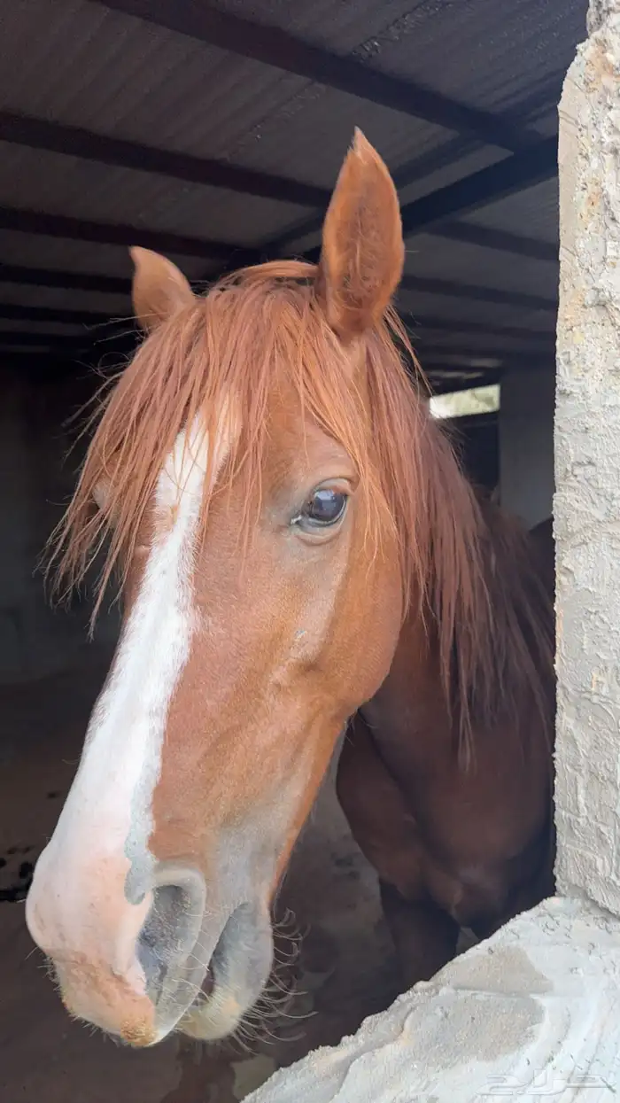 حصان شعبي ذكر من صاحبين ان امه او ابوه جزيري 2