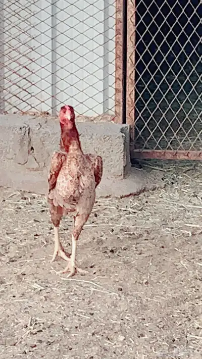 دجاجه باكستانيه اصيل حجم ولون تب التب 0