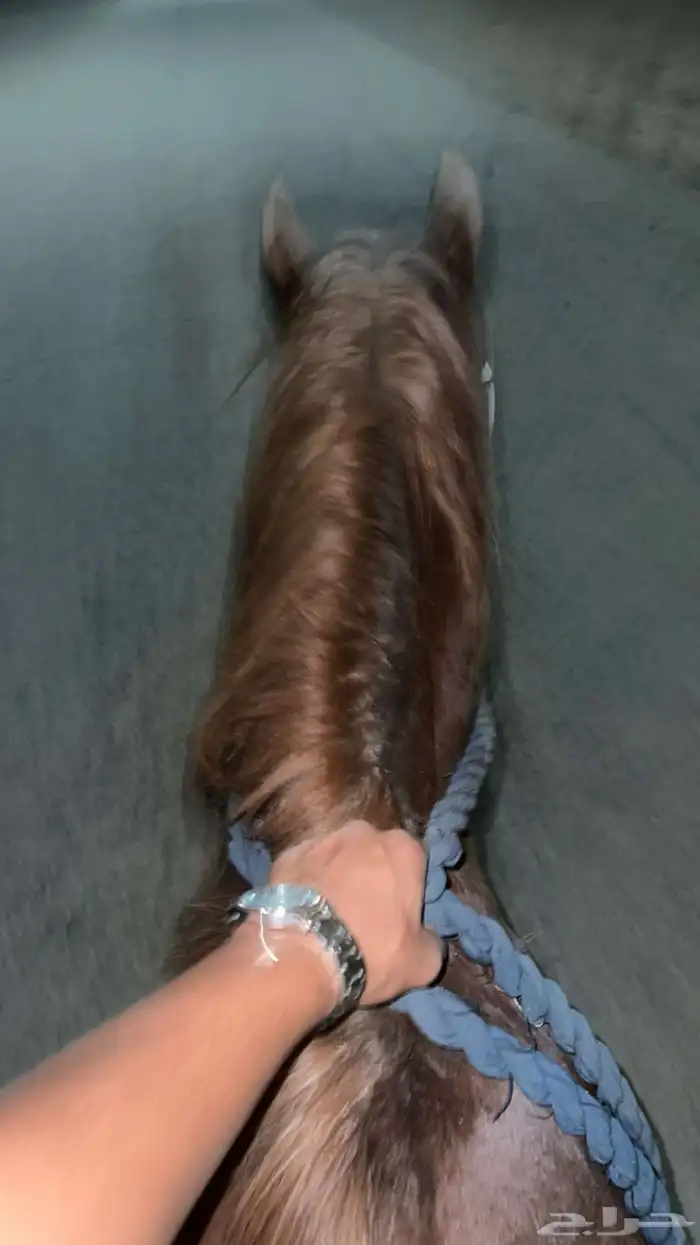 حصان شعبي ذكر من صاحبين ان امه او ابوه جزيري 0