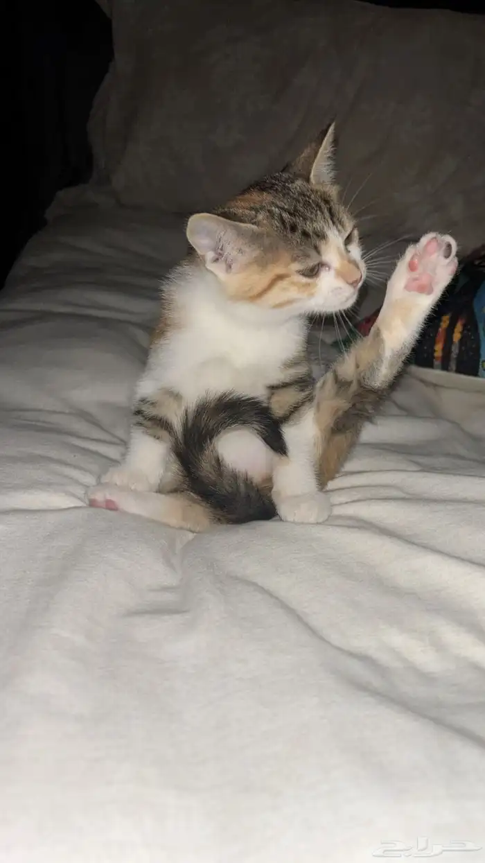 قطه صغيره للتبني 3