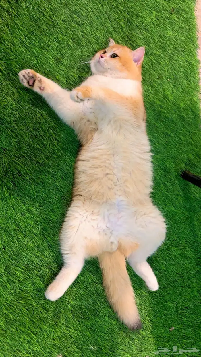 ذكر بريتش ny12 مسجل ومنتج للبيع او التزاوج 2