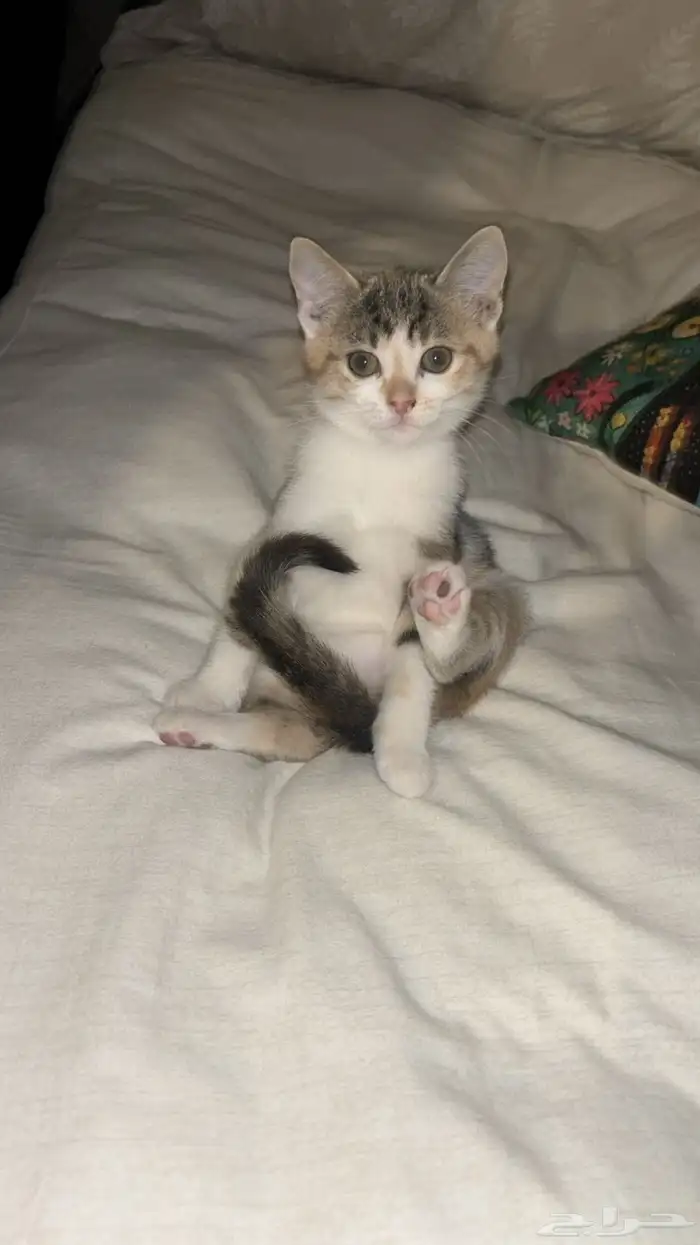 قطه صغيره للتبني 2