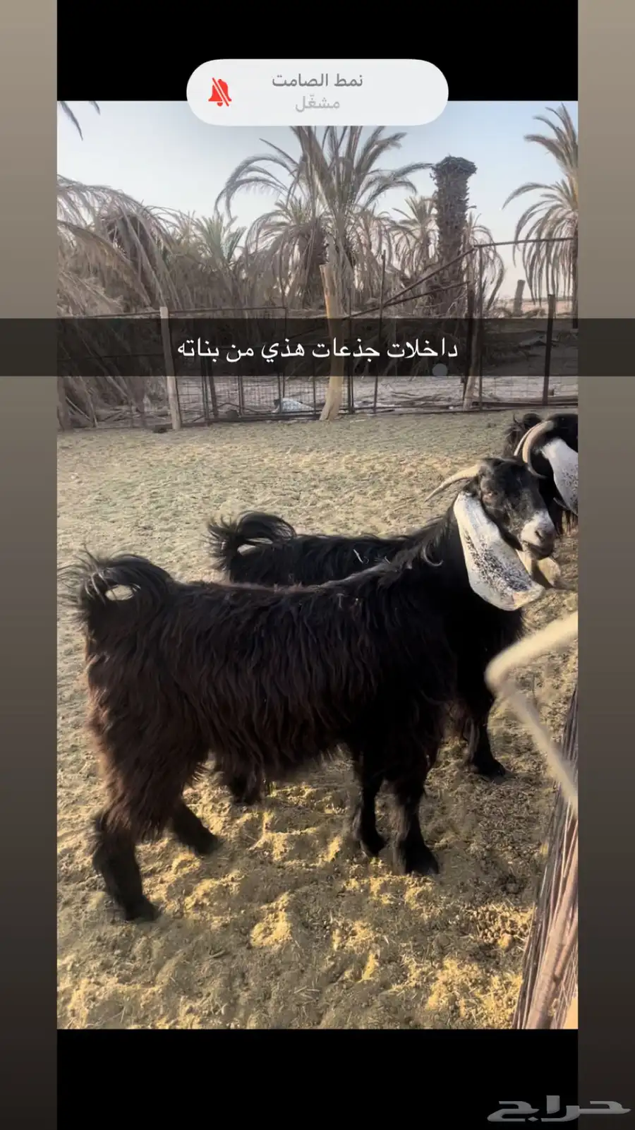 تيس فحل طيب عارضي يتاوم وبعض الاحيان تجيب ثلاثه 1