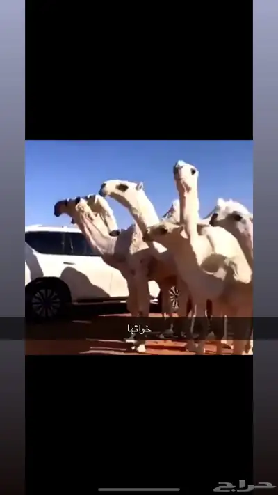 بكره تماميه حقه وضحاء 4