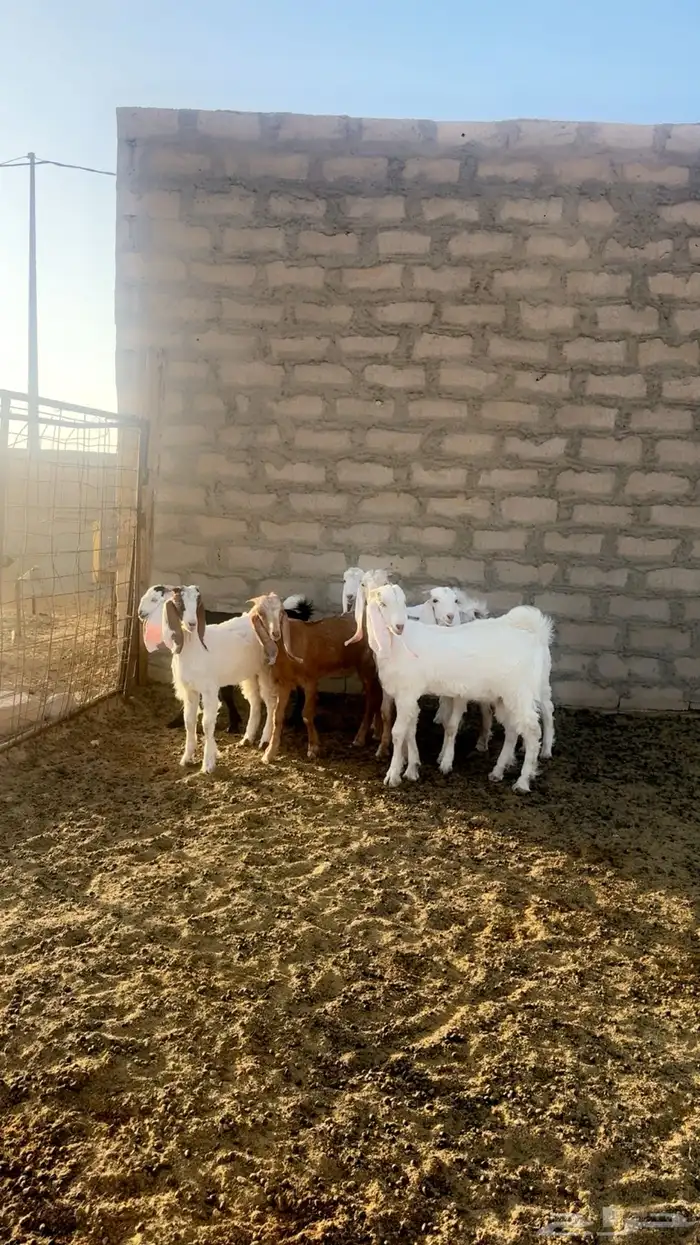 للبيع 7 تيوس مغلقه 1