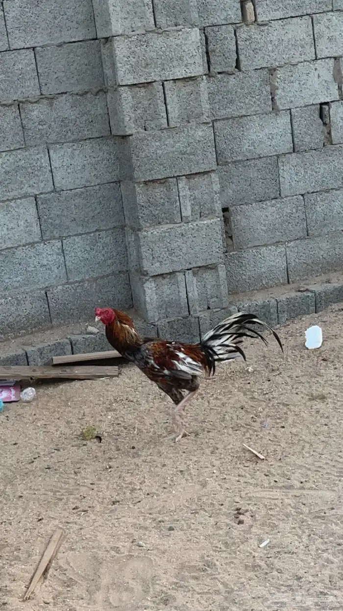 ديك فارسي  وباكستاني 0